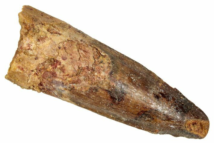 Fossil Spinosaurus Tooth - Real Dinosaur Tooth #350133